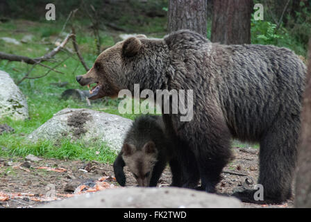 Unione di orso bruno eurasiatico o orso bruno ( Ursus arctos arctos) e giovani cub nella Taiga foresta in Finlandia orientale Foto Stock