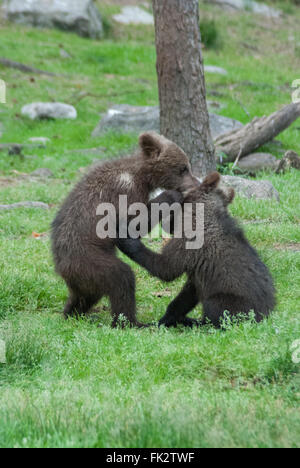 Unione di orso bruno eurasiatico o orso bruno ( Ursus arctos arctos) cubs giocando nella Taiga foresta in Finlandia orientale Foto Stock