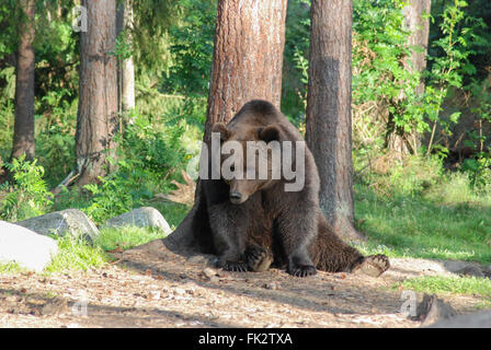 Grande maschio europeo di orso bruno eurasiatico o l'orso bruno (Ursus arctos arctos) graffiare torna nella Taiga foresta in Finlandia orientale. Foto Stock