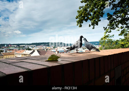 Due piccioni selvatici su un parapetto con vista città Foto Stock