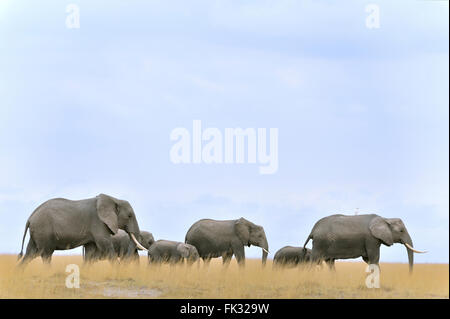 Gruppo di movimentazione degli elefanti, Loxodonta africana, all'orizzonte di Amboseli Foto Stock