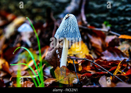 Funghi sul suolo della foresta Foto Stock