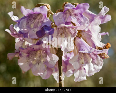 Paulownia imperialis (Paulownia tomentosa, Paulownia imperialis) blossom, Sardegna, Italia Foto Stock