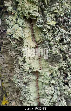 Quercia da sughero (Quercus suber), corteccia, Badde Orca, Sardegna, Italia Foto Stock