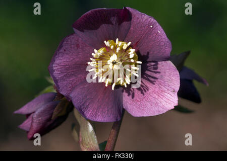 Quaresimale Veratro rose close up fiore Foto Stock