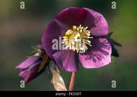 Quaresimale Veratro rose close up fiore Foto Stock