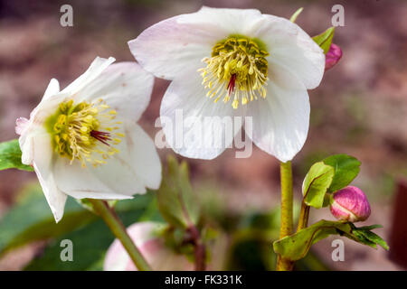 Helleborus niger inverno Lenten rosa, Black Hellebore, Christmas rose Hellebores Foto Stock