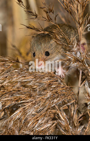Eurasian harvest mouse (Micromys minutus), Tirolo, Austria Foto Stock