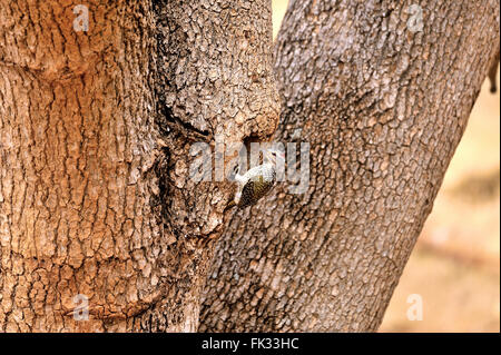 Green-Backed picchio in Tsavo Est, Kenya Foto Stock