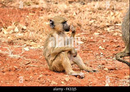 Giallo babbuino, Papio cynocephalus, sembra annoiato e mcon Foto Stock