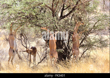 Gerenuks, Litocranius walleri, stand fino a mangiare le foglie di un albero di acacia Foto Stock