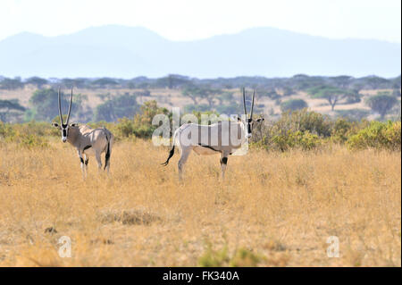 Beisa Oryx antilopi Oryx beisa, nella Savana di Bufalo Springs, Kenya Foto Stock