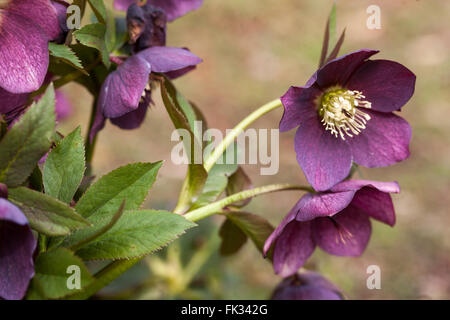 Rosa quaresimale, viola l'elleboro Hellebores Foto Stock