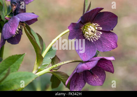 Lenten rosa, viola Hellebores fiori di Natale rosa Foto Stock