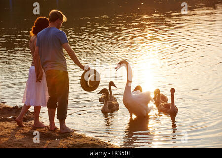 Swan difendere la prole da persone a riva del lago Foto Stock