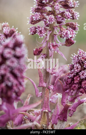 Petasites hybridus, butterbur comune primo piano fiore Foto Stock