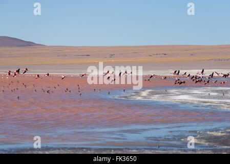 Gruppo di fenicotteri rosa sorvolano 'Laguna Colorada' (eng. Multi-colore di lago), tra i più panoramici della destinazione di viaggio in Foto Stock