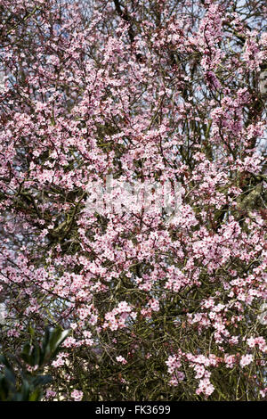 La fioritura dei ciliegi in Primavera. Foto Stock