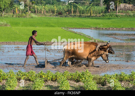 L'uomo arando Paddy archiviato, nei pressi di Tiruvannamalai Foto Stock