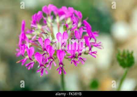 Pelargonium incrassatum, fioritura Foto Stock