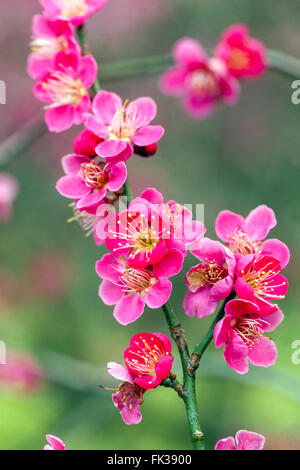 Prunus mume beni Chidori, albicocca giapponese in fiore all'inizio della primavera su un ramo che fiorisce Hardy Prunus beni Chidori Foto Stock