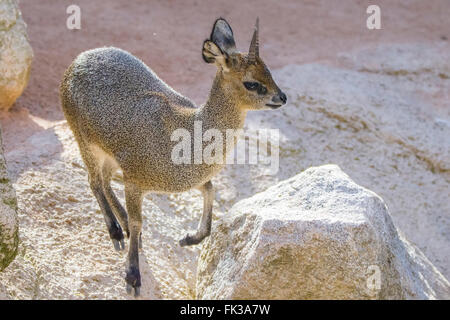 Dik-dik (Madoqua kirkii) è una piccola antilope Foto Stock