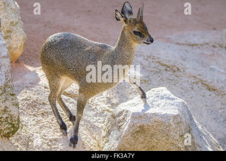 Dik-dik (Madoqua kirkii) è una piccola antilope Foto Stock