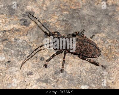 Longhorn beetle (long-cornuto, longhorn coleotteri, longicorns) Moechotypa diphysis Foto Stock