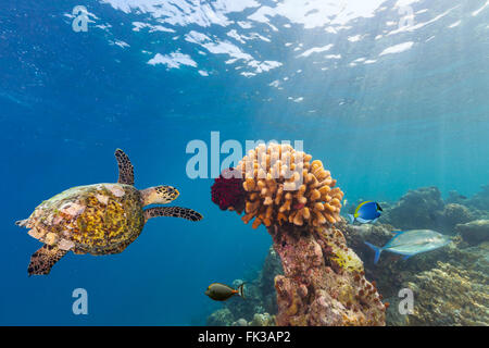 Coral reef con la tartaruga Foto Stock