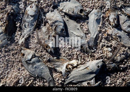 Dead tilapia, Salton Sea California USA Foto Stock