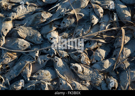 Dead tilapia, Salton Sea California USA Foto Stock