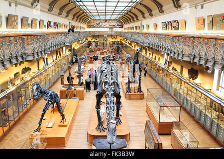 Scheletri di dinosauri nel Museo Nazionale di Storia Naturale Foto Stock