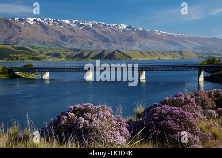 Timo selvatico in fiore in primavera, Uomo Morto del punto Bridge e il Lago di Dunstan, Cromwell di Central Otago, Isola del Sud, Nuova Zelanda Foto Stock