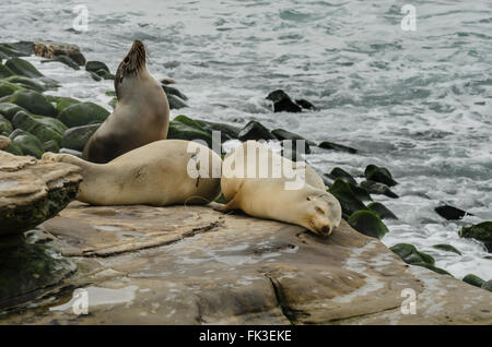 Sea Lion sticking naso in aria il sonno dei leoni di mare in primo piano Foto Stock