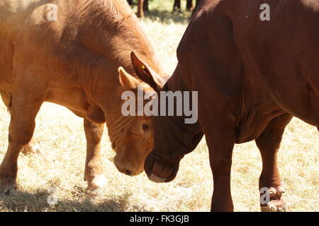 Giovane Santa Gertrudis suinetto svezzato tori pratica e testare la loro forza in un gioco di lotta. Foto Stock