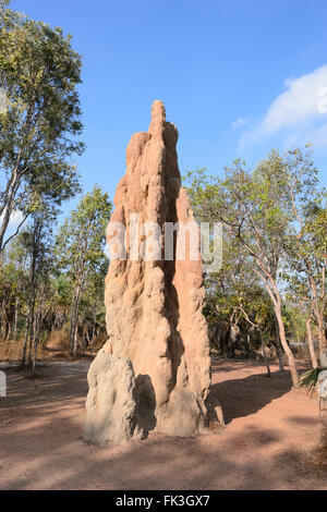 Cattedrale Termite Mound, il Parco Nazionale di Litchfield, Territorio del Nord, l'Australia Foto Stock