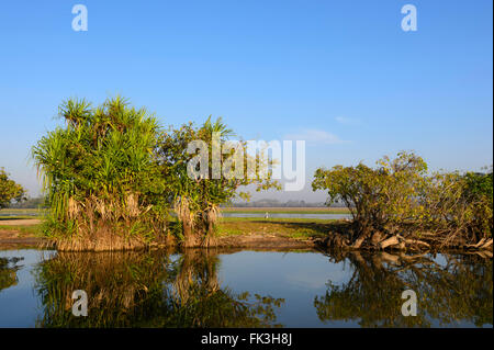 Acqua gialla Billabong, Parco Nazionale Kakadu, Northern Territory, NT, Australia