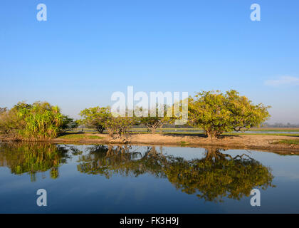 Acqua gialla Billabong, Parco Nazionale Kakadu, Northern Territory, NT, Australia Foto Stock