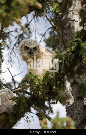 Due giovani grande cornuto owlets in una struttura ad albero. Foto Stock