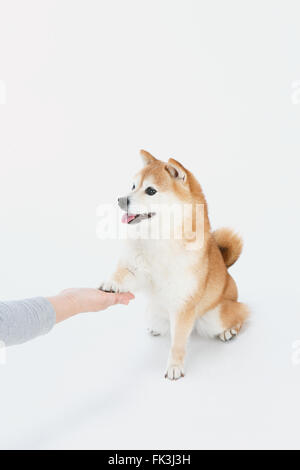 Shiba Inu zampa dando al suo proprietario Foto Stock