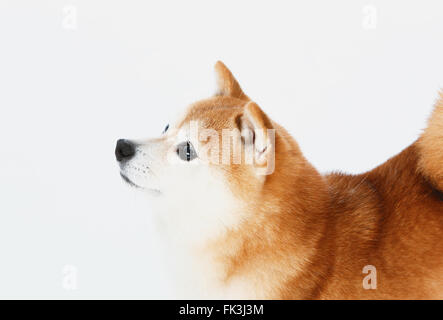 Shiba Inu Foto Stock