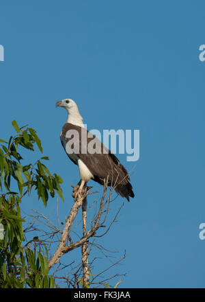 Bianco-gonfiato aquila del mare (Haliaeetus leucogaster), acqua gialla Billabong, Parco Nazionale Kakadu, Northern Territory, NT, Australia Foto Stock