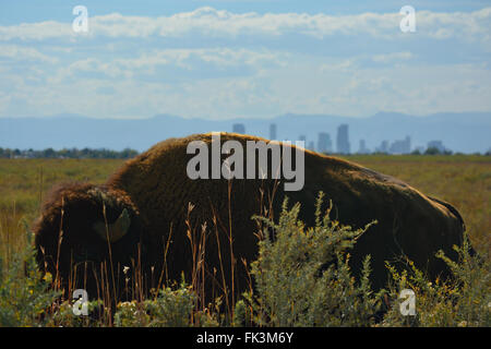 Bisonti americani Buffalo con Denver, Colorado e delle montagne in lontananza Foto Stock