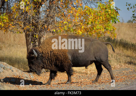 Bisonti americani Buffalo in autunno su una Riserva Naturale Foto Stock