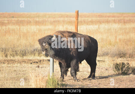 Bisonti americani Buffalo graffi un prurito su un montante metallico Foto Stock