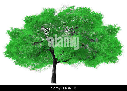 Grande albero verde isolato su sfondo bianco Foto Stock