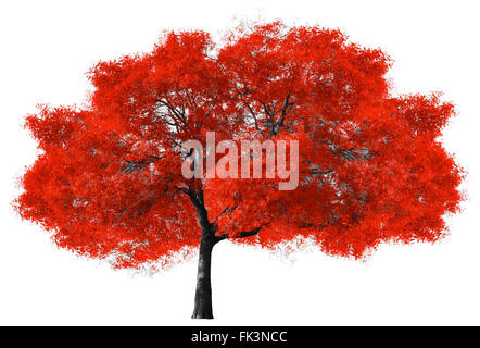 Big Red albero isolato su sfondo bianco Foto Stock