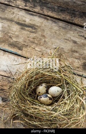 Pasqua Sfondo legno con fieno nido e tre uova di quaglia all'interno. Un sano cibo crudo sfondo con spazio di copia Foto Stock