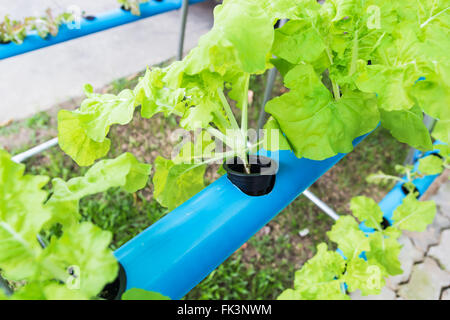 Immagine ravvicinata di hydroponic farm vegetale Foto Stock