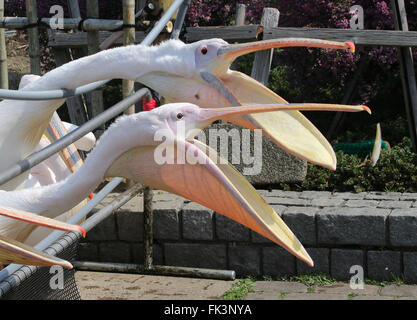 Tokyo, Giappone. Mar 5, 2016. Pellicani attendere per un trattamento al Hakkeijima Sea Paradise di Yokohama, nella prefettura di Kanagawa il Sabato, 5 marzo 2016. Il parco di divertimenti con acquario ha introdotto la loro nuova attrazione 'Rakuen no acquario (acquario del paradiso)' floreale dove le immagini vengono visualizzati sulle pareti e l'interno dell'acquario. © Yoshio Tsunoda/AFLO/Alamy Live News Foto Stock